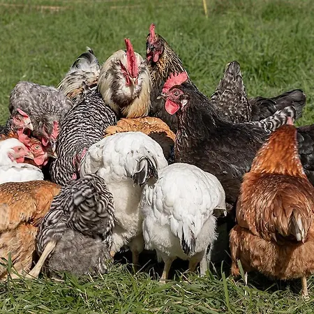 مزرعة للإقامة Adelwoehrerhof