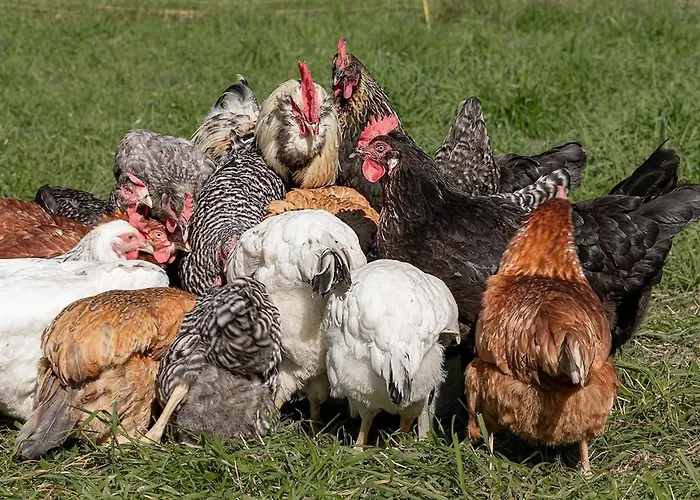 مزرعة للإقامة Adelwoehrerhof