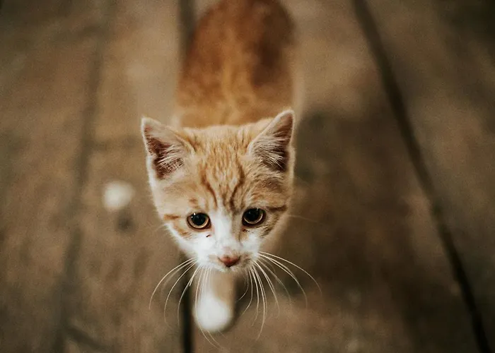 Adelwoehrerhof مزرعة للإقامة